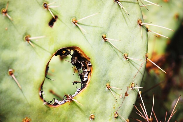 Photo close-up of hole in cactus