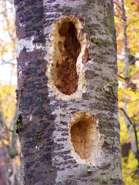 Photo close-up of holes on tree trunk in forest