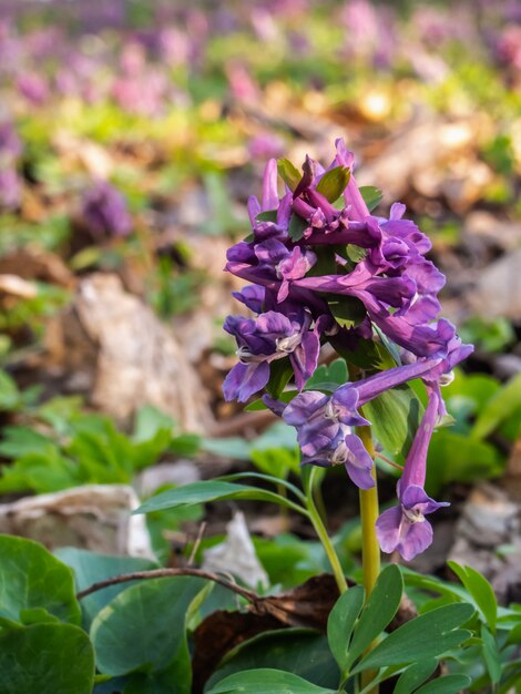 Primo piano del fiore di hollowroot nella foresta.