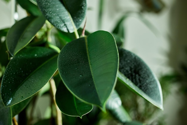Close up Home plant Rubber Plant or Ficus Elastica wit water drop home plants care concept