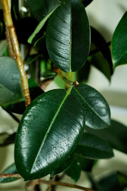 Close-up Home plant Rubber Plant of Ficus Elastica wit waterdruppel home planten zorgconcept