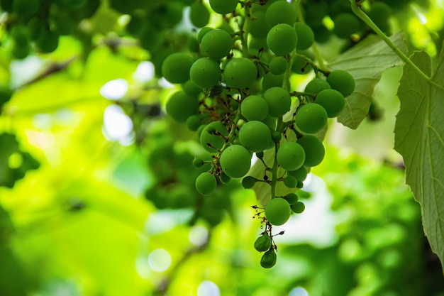 Крупный план домашнего винограда.
