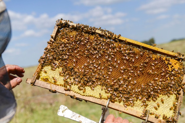 Photo close-up of honey apiculture bees