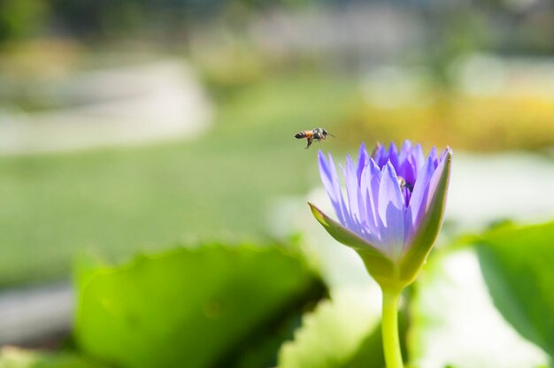 Close-up of honey bee buzzing by lotus water lily