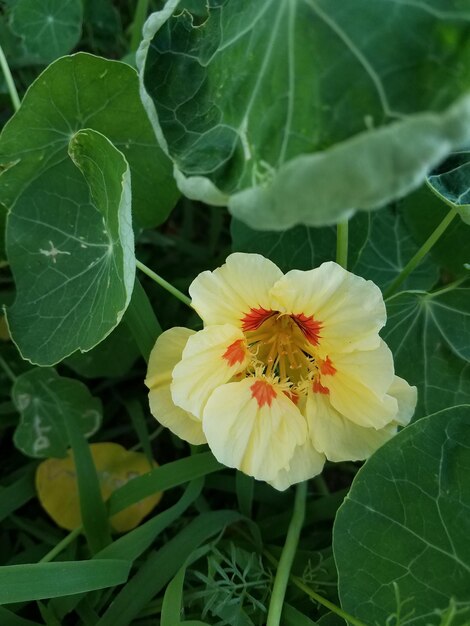 Close-up of honey bee on flower blooming outdoors