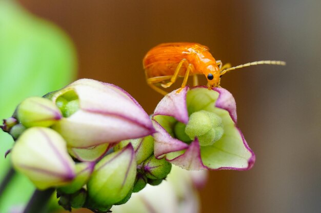 Photo close-up of honey bee on flower