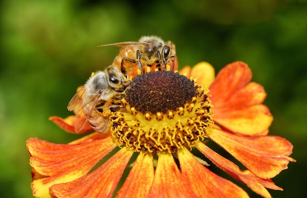 Photo close-up of honey bee on flower