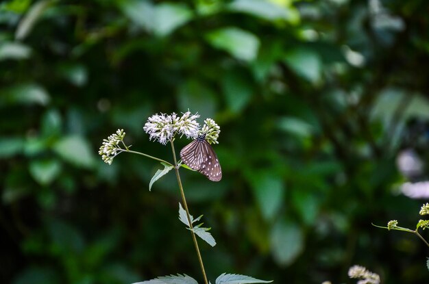 Foto prossimo piano di un'ape mellifera in fiore