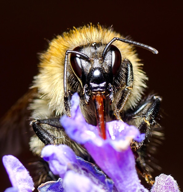 Foto prossimo piano di un'ape mellifera in fiore