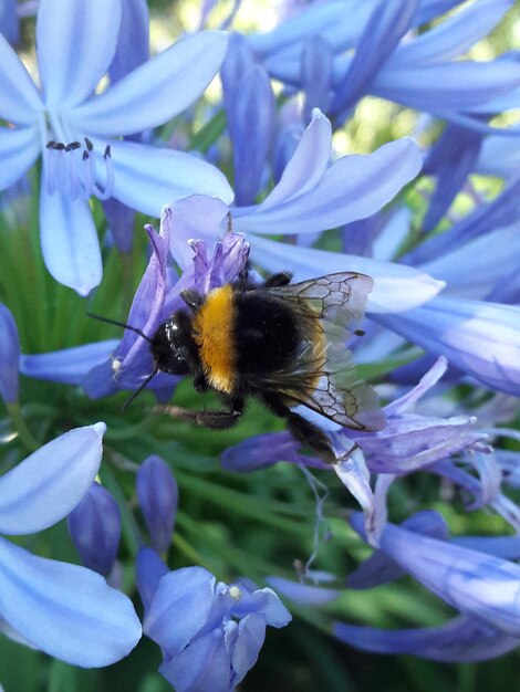 Close-up of honey bee on flower