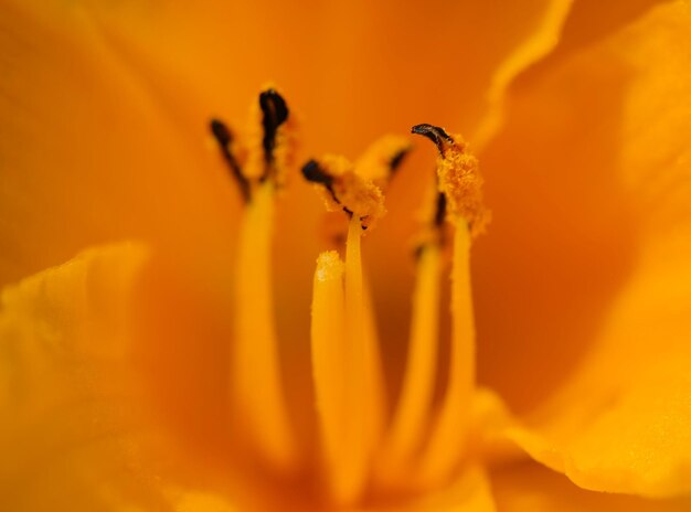 Close-up of honey bee on flower