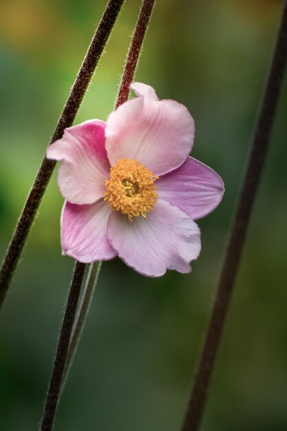 Close-up of honey bee on flower