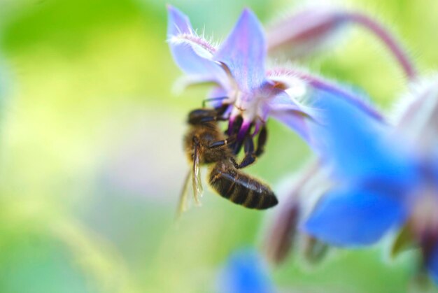 Close-up of honey bee on flower