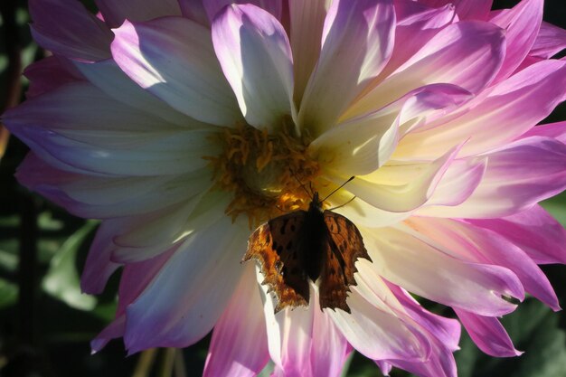 Foto prossimo piano di un'ape mellifera in fiore