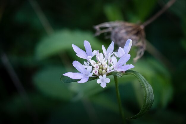 Photo close-up of honey bee on flower