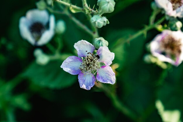 花の蜜蜂のクローズアップ