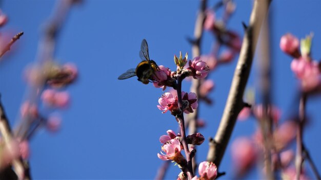 Photo close-up of honey bee on flowering plant