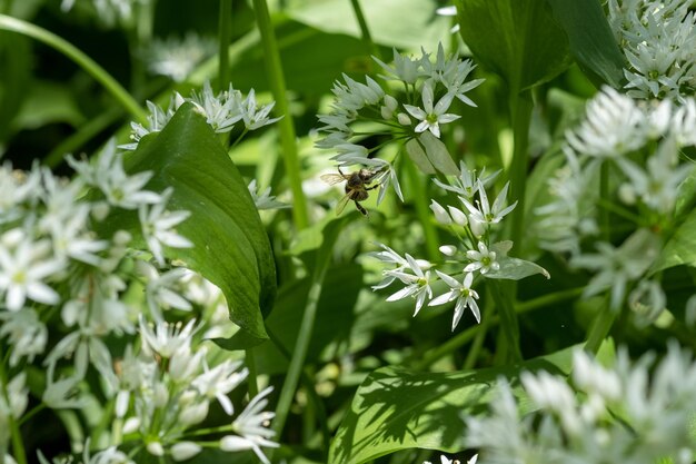 Close-up of honey bee on flowering plant