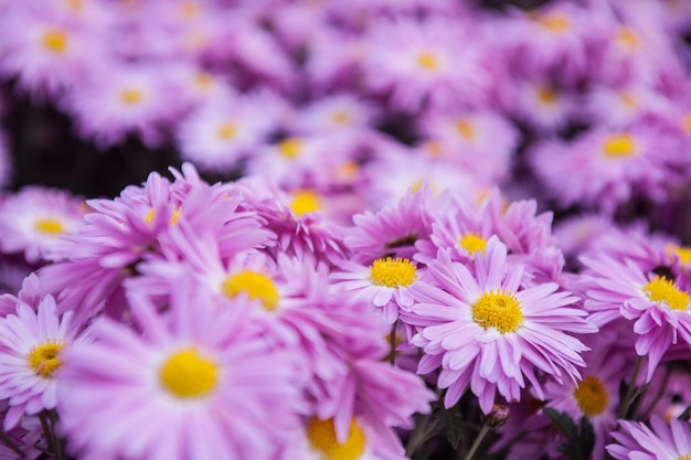 Close-up of honey bee on flowers