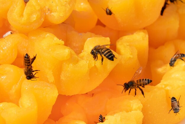 Close-up of honey bee on orange