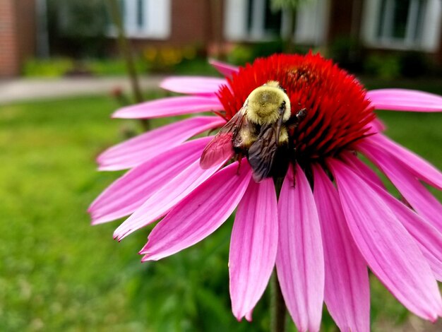 Close-up of honey bee on pink coneflower
