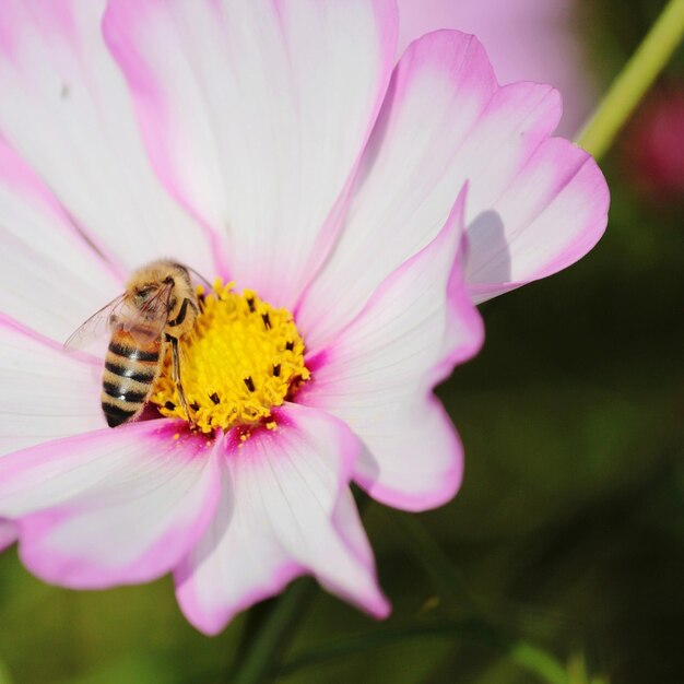 Photo close-up of honey bee on pink flower