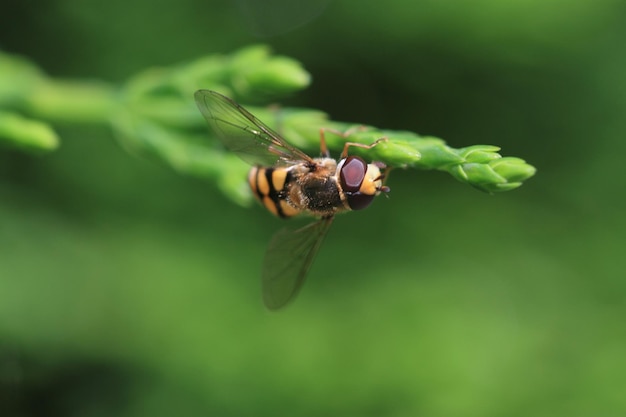 植物上の蜂のクローズアップ