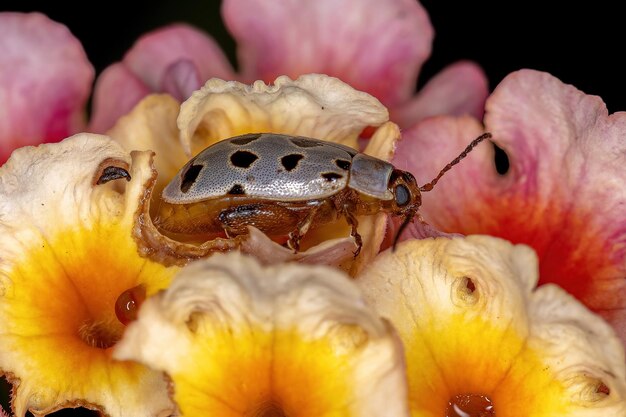 Close-up of honey bee pollinating flower