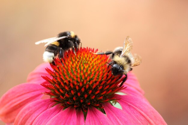 Close-up of honey bee pollinating on pink flower