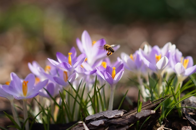 Foto prossimo piano di un'ape mellifera che impollina un crocus viola