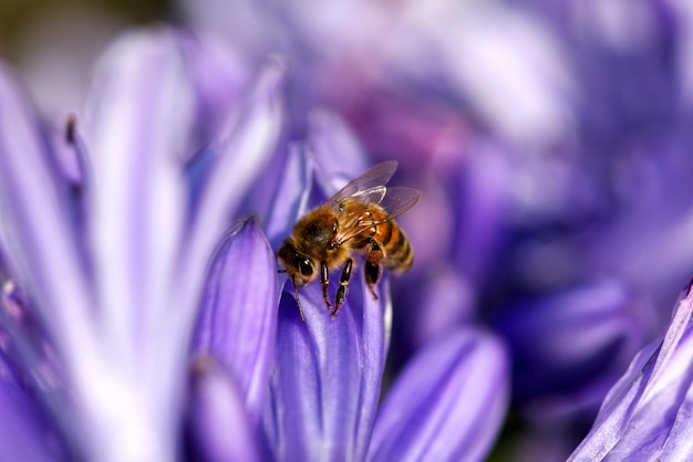 Close-up of honey bee pollinating on purple flower