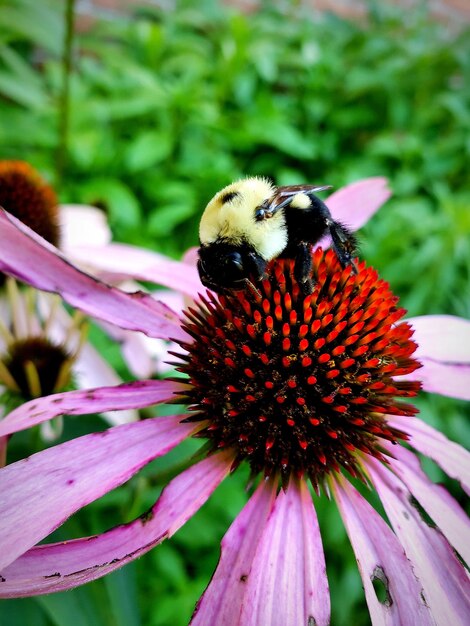 Close-up of honey bee pollinating on purple flower