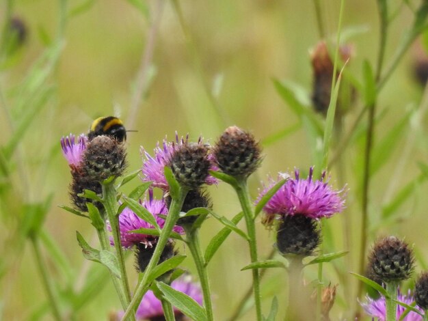 Photo close-up of honey bee pollinating on purple flower