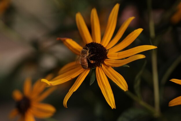 Close-up of honey bee pollinating on yellow flower