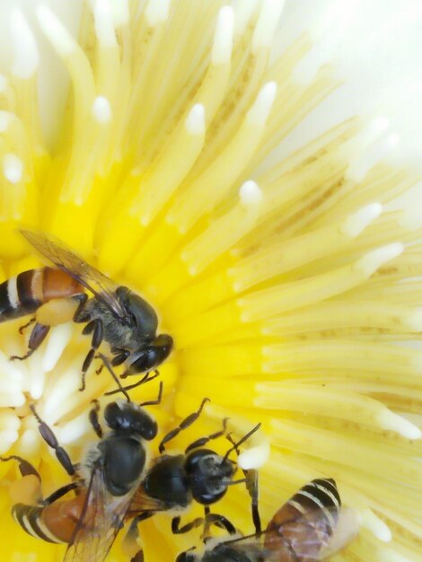 Close-up of honey bee pollinating on yellow flower