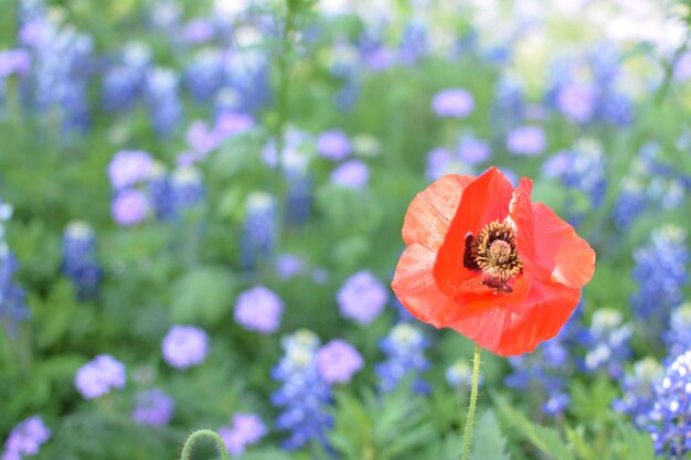 Close-up of honey bee on poppy