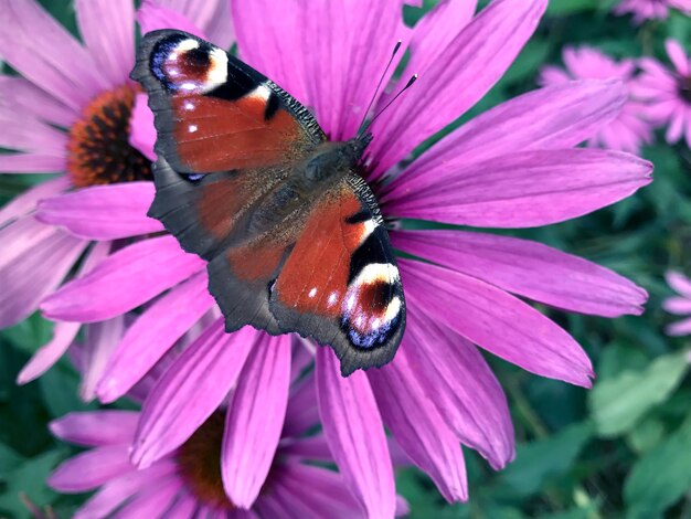 Close-up of honey bee on purple coneflower