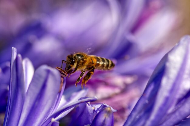 Close-up of honey bee on purple flower