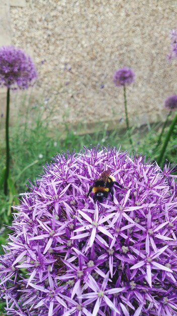 Close-up of honey bee on purple flower