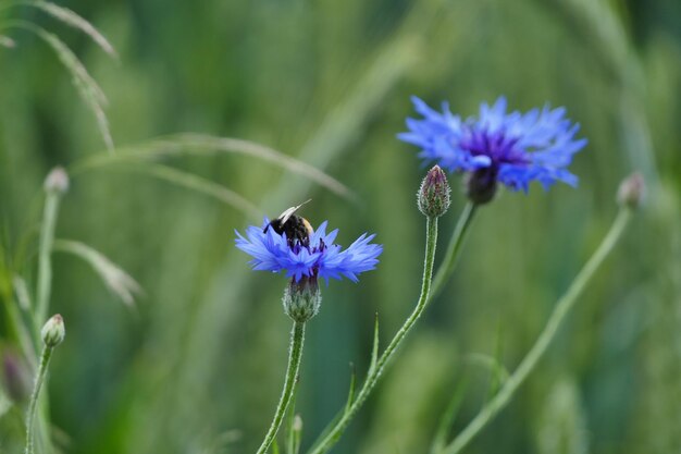 Close-up of honey bee on purple flower