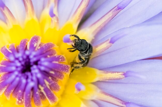 Close-up of honey bee on purple flower