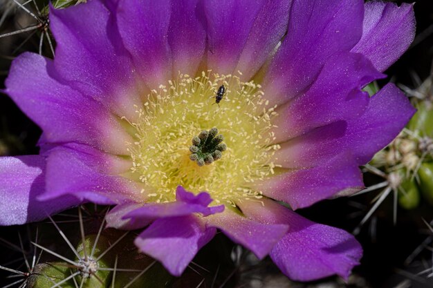 Close-up of honey bee on purple flower