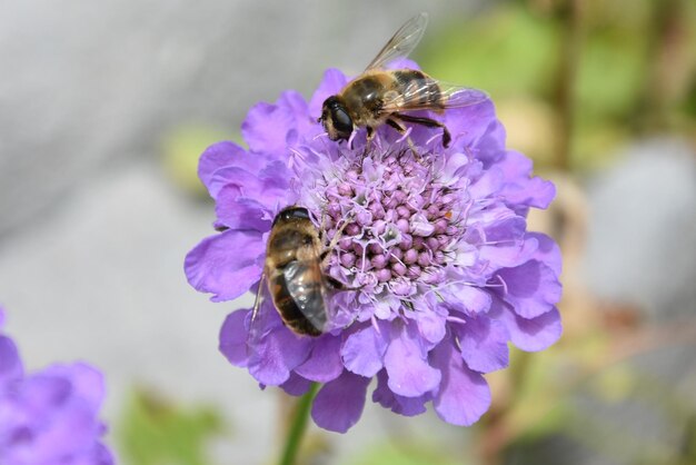 Close-up of honey bee on purple flower