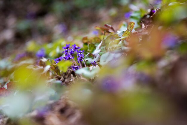 紫の花に蜜蜂のクローズアップ
