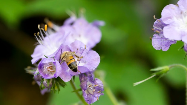 紫色の花の蜂のクローズアップ