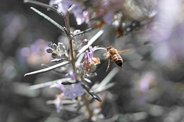 Photo close-up of honey bee on purple flowering plant