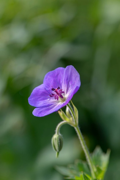 Foto prossimo piano di un'ape mellifera su una pianta a fiori viola