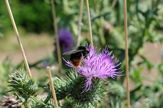 Close-up of honey bee on purple thistle flower