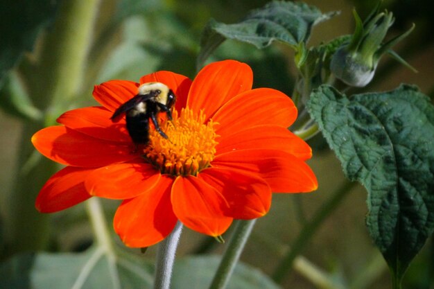 Close-up of honey bee on red flower