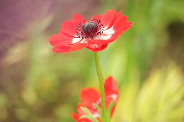 Photo close-up of honey bee on red poppy